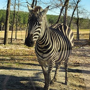 Eudora Wildlife Safari Park - Grant's Zebra