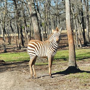 Eudora Wildlife Safari Park - Zebra foal