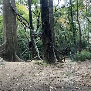 Congo Gorilla Forest - Western Lowland Gorilla Exhibit