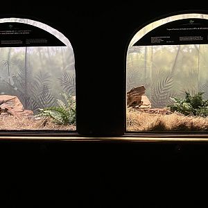 Mouse House - Black & Rufous Sengi Exhibit