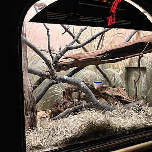 Mouse House - Barbary Zebra Mouse Exhibit