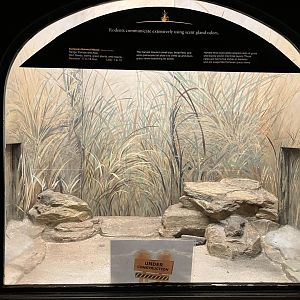 Mouse House - European Harvest Mouse Exhibit