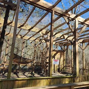 Eudora Wildlife Safari Park - Ringtail Lemur exhibit