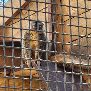 Eudora Wildlife Safari Park - Brown Lemur