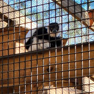 Eudora Wildlife Safari Park - Black-white Ruffed Lemur