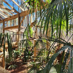 Eudora Wildlife Safari Park - Cockatiels