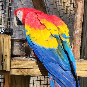 Eudora Wildlife Safari Park - Scarlet Macaw