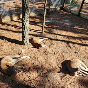 Eudora Wildlife Safari Park - Red Kangaroo triplets