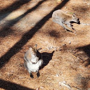 Eudora Wildlife Safari Park - Red-necked Wallaby
