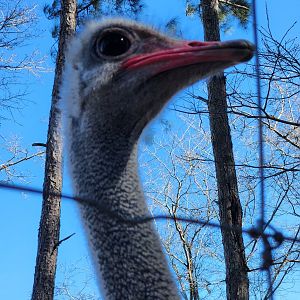 Eudora Wildlife Safari Park - Ostrich
