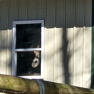 Eudora Wildlife Safari Park - Giraffe spying on me