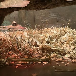 Mouse House - Damaraland Mole Rat Exhibit