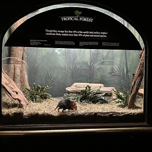 Mouse House - Black & Rufous Sengi Exhibit