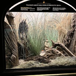 Mouse House - African Pygmy Mouse Exhibit