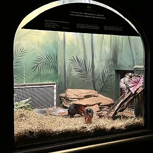 Mouse House - Black & Rufous Sengi Exhibit