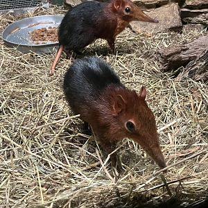 Mouse House - Black & Rufous Sengis
