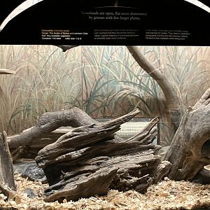 Mouse House - Long-Tailed Chinchilla Exhibit