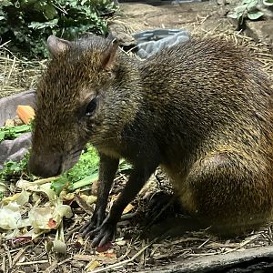 Red-Rumped Agouti
