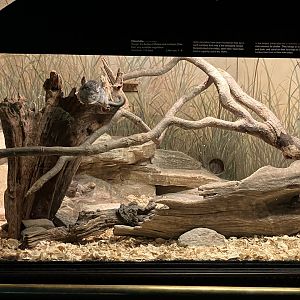 Mouse House - Long-Tailed Chinchilla Exhibit