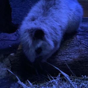 Northern Luzon Giant Cloud Rat