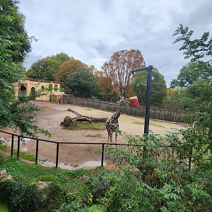 Bioparco Roma - Giraffe exhibit from upper deck