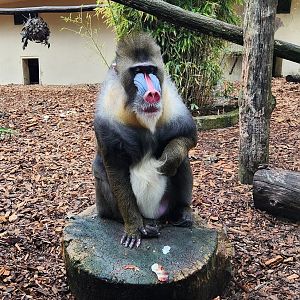 Bioparco Roma - Mandrill