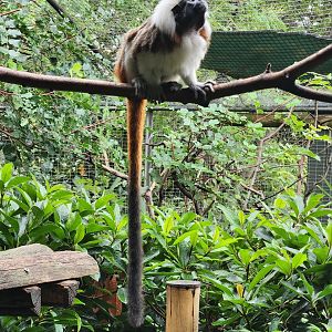 Bioparco Roma - Cottontop Tamarin