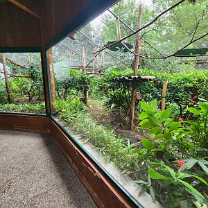 Bioparco Roma - Tamarin + marmoset exhibit area