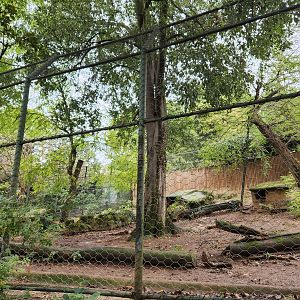 Bioparco Roma - African Wild Dog exhibit