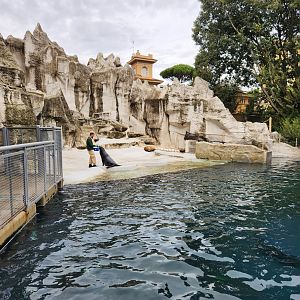 Bioparco Roma - Sea Lion exhibit + feeding time