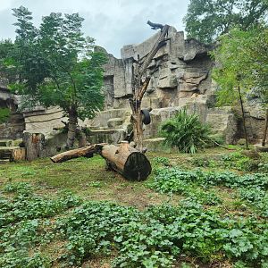 Bioparco Roma - Asiatic Lion exhibit