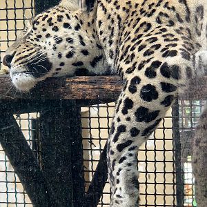Bioparco Roma - Persian Leopard
