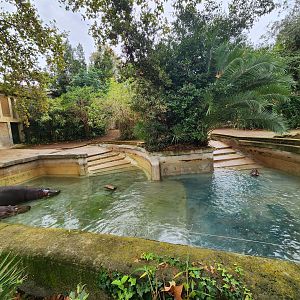 Bioparco Roma - Hippopotamus exhibit