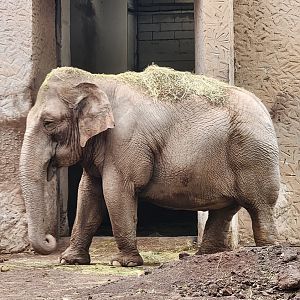 Bioparco Roma - Asian Elephant