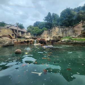 Bioparco Roma - Brown Bear Valley