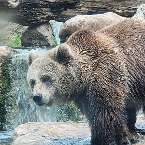 Bioparco Roma - Brown Bear