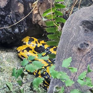 Bioparco Roma - Fire Salamander (Italian subspecies?)