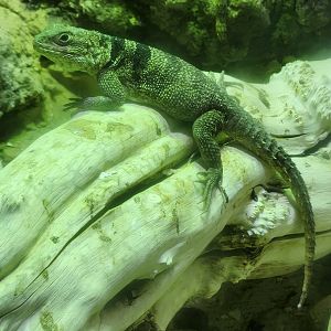 Bioparco Roma - Oplurus cuvieri