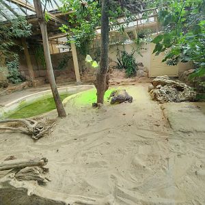 Bioparco Roma - Komodo Dragon exhibit
