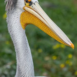 Pink-backed pelican (Pelecanus rufescens)