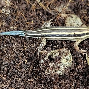 African five-lined skink - Trachylepis quinqetaeniata