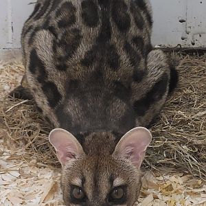 Large-spotted genet