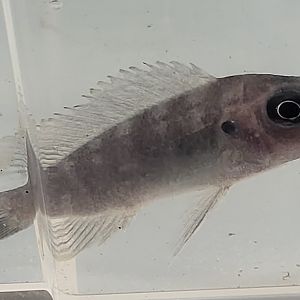 Cichlid-ID