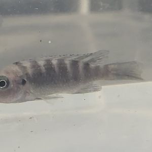 Cichlid-ID
