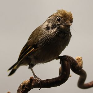 Chestnut-tailed minla