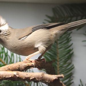 White-collered yuhina