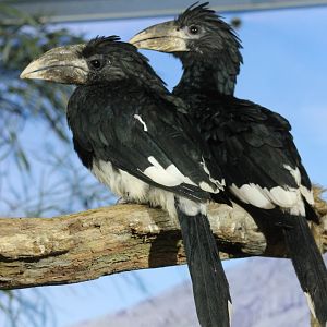 Piping hornbills