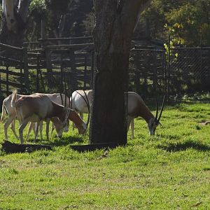 Scimitar Oryx (Oryx dammah)