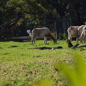 Scimitar Oryx (Oryx dammah)