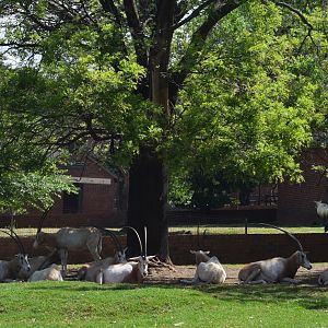 Scimitar Oryx (Oryx dammah)